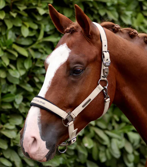 Hovedbilde Premier Equine, Duco Grime + Leietau