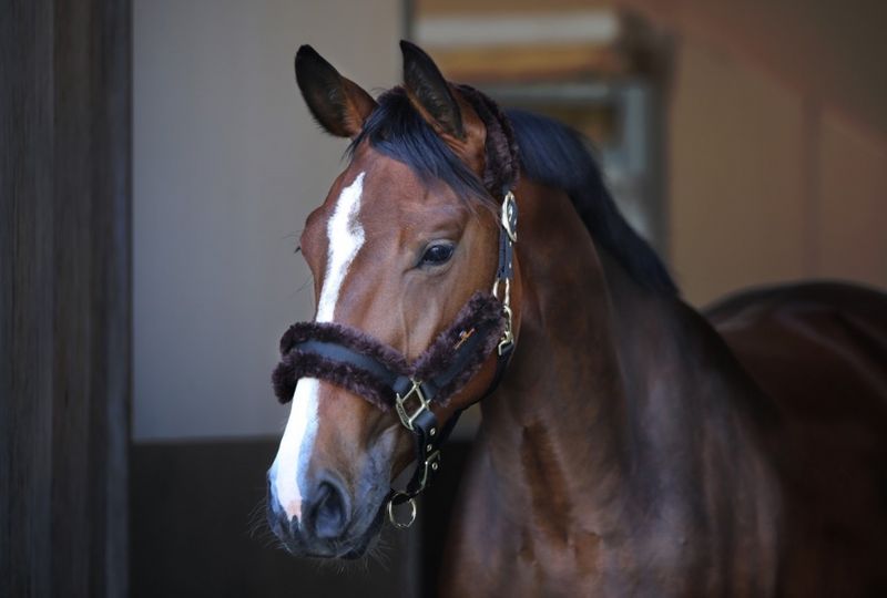 Kentucky Nylon/Saueskinn Grime