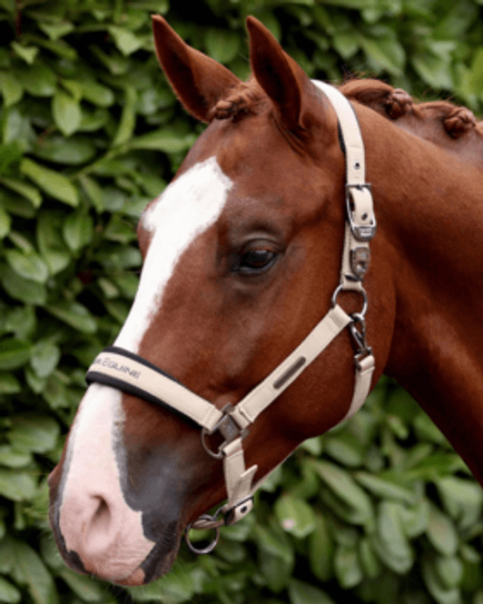 Hovedbilde Premier Equine, Duco Grime + Leietau