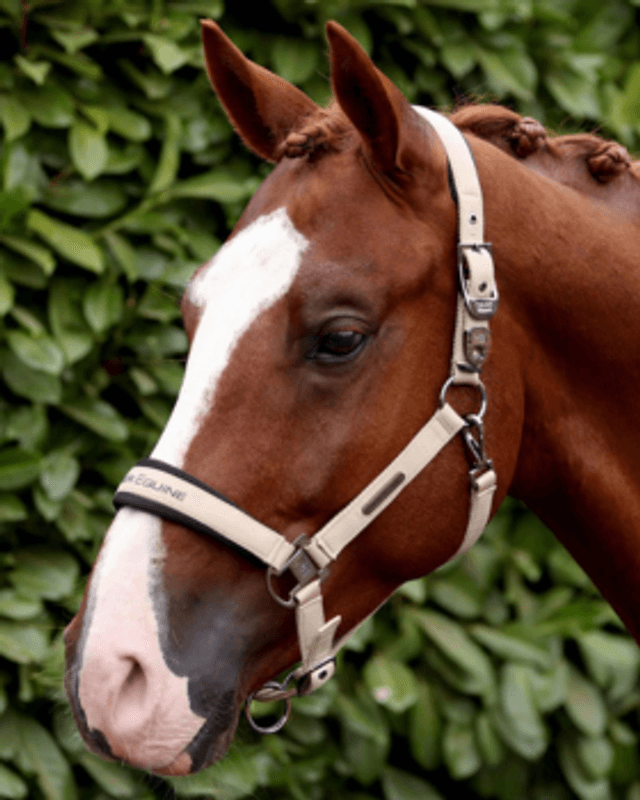 Premier Equine, Duco Grime + Leietau