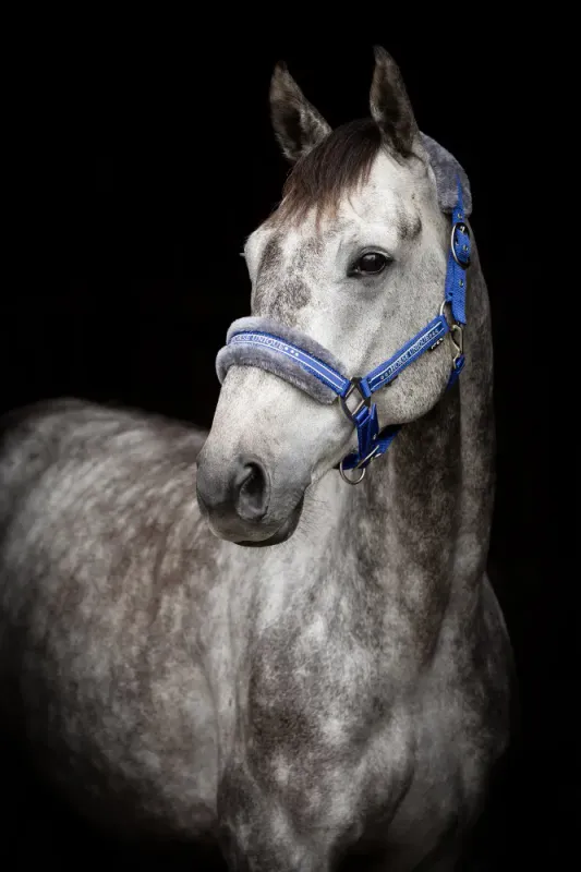 Horse Unique Grime m/pus