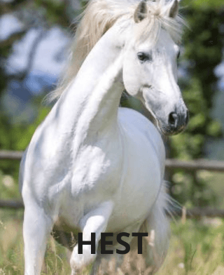 hesteutstyr